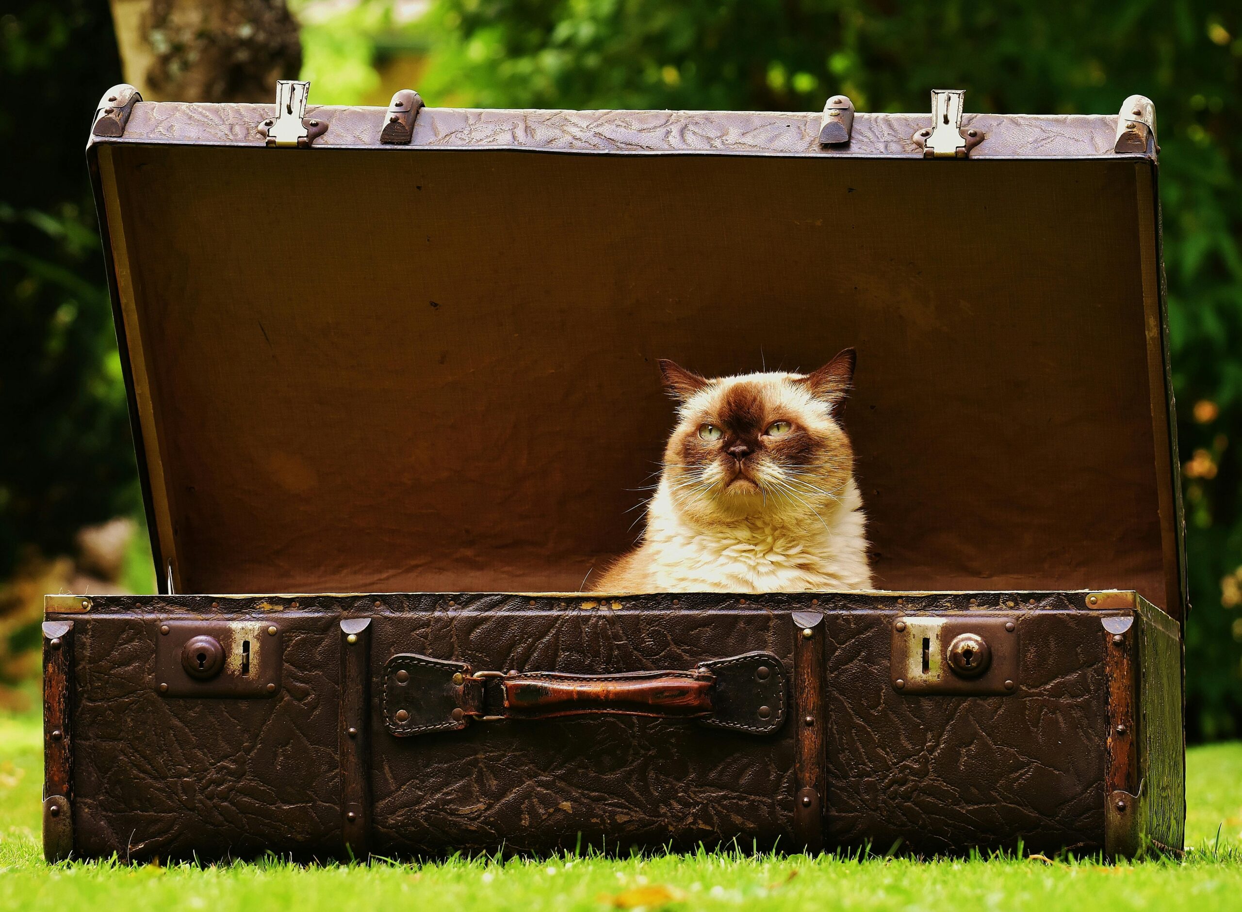 A serene cat sits in a vintage suitcase, creating a charming outdoor scene.